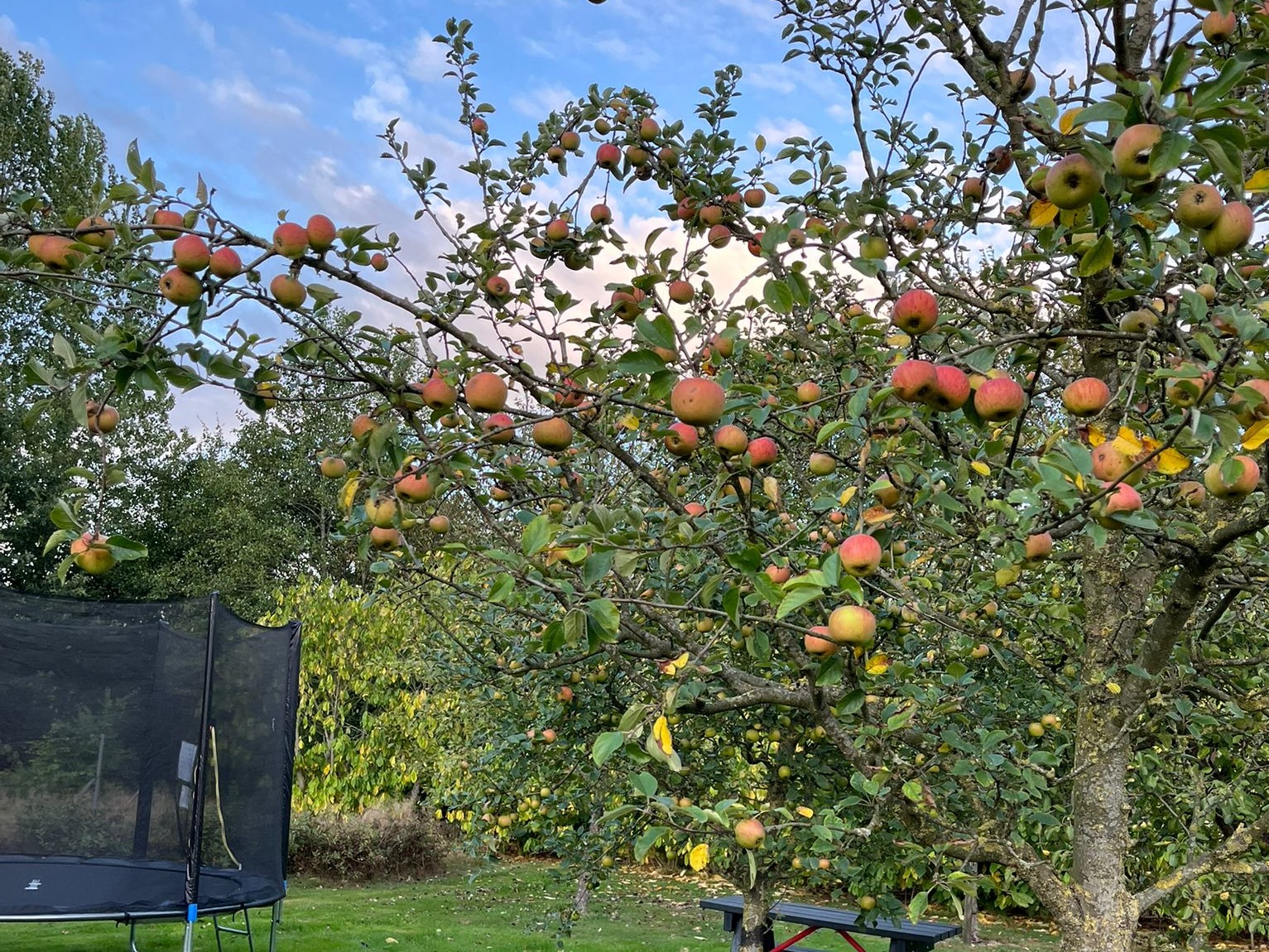 Camping De Groene Halte — photo 6
